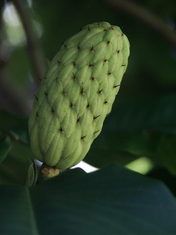 Bigleaf Magnolia tree bud